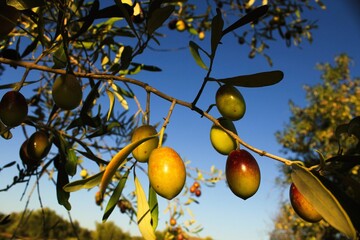 Olives on olive tree branch during autumn in the outskirts of Athens in Attica, Greece.