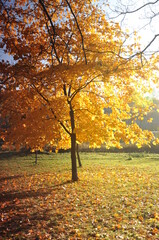 Naklejka na ściany i meble autumn maple alley illuminated by the sun