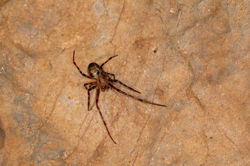 The european cave spider - Meta menardi hanging in an underground cave