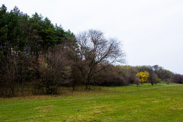 Obraz premium In the distance, you can see a photo of a deciduous and pine forest from a hill.