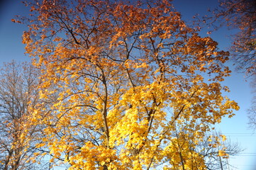 autumn maple alley illuminated by the sun