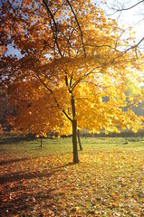 autumn maple alley illuminated by the sun