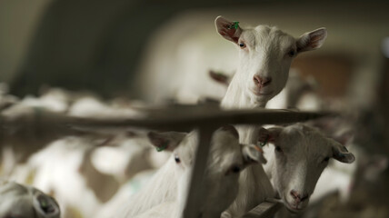 farming and light industry, goats in the pasture, domestic animals, ecological products, cheese, milk and meat. food production, household