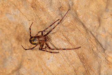 The european cave spider - Meta menardi hanging in an underground cave