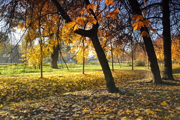 autumn maple alley illuminated by the sun