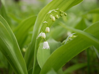 Obraz premium New little white flowers of the lysha in the spring forest on a sunny day.