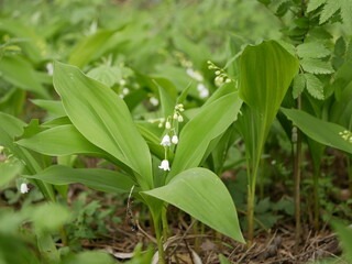 New little white flowers of the lysha in the spring forest on a sunny day.