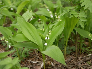 New little white flowers of the lysha in the spring forest on a sunny day.