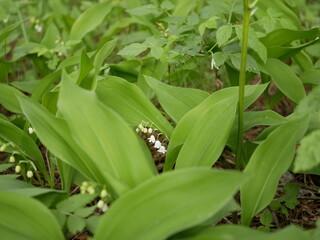 Obraz premium New little white flowers of the lysha in the spring forest on a sunny day.