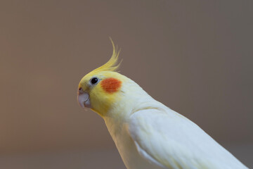 yellow and white parrot