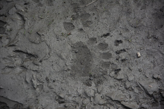 
comparison of dog tracks and brown bear tracks in the mud