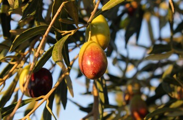 Olives on olive tree branch during autumn in the outskirts of Athens in Attica, Greece.