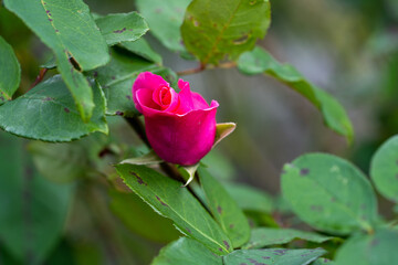 秋の花シリーズ