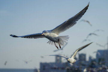 seagull in flight