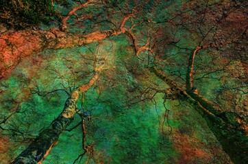 Baumstämme Winter abstrakt Mehrfachbelichtung