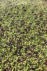 Harvested olives unloaded from truck to press hopper in olive oil mill in the outskirts of Athens in Attica, Greece.