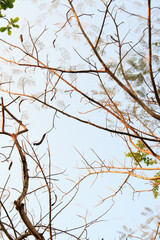 Branches with little leaves in a tropical forest