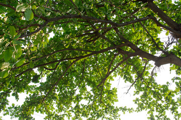 Many leaves Under a big green tree