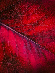 Fototapeta na wymiar Autumn red leaf. Close up view of fall leaf. Macro abstract background with colored leaves texture and copy space.