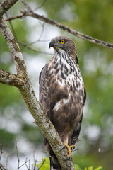 Wildlife From Wipattu