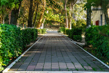 An alley and path among green vegetation, grass and trees with shrubs and part of the road ennobled and fenced with flowers for walking and running in parks and forests in nature in the fresh air