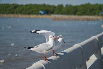 seagull on the beach