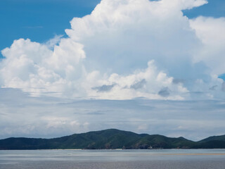 Mangrove trees planted next to the beach during the day.