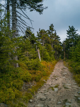 Long stony pathway in Owl Mountains between bushes and trees