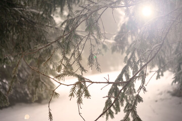 Fir branches covered with snow. Winter forest.