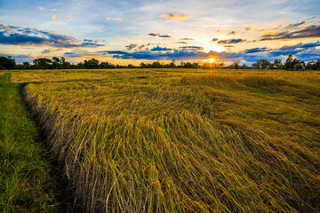 Rice field view with yellow rice, behind the scenes with the setting sun to set.
