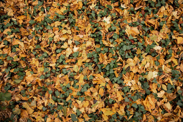 tapis de feuilles automnal