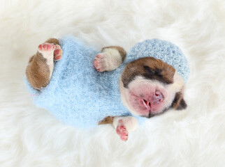 Small newborn English bulldog puppy sleeping on a fur carpet