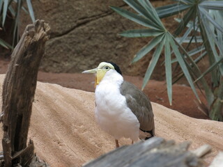 Vanellus miles (Masked lapwing), an australian bird.