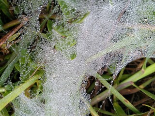 water drops on a leaf; moisture cage; moisture on spider cage
