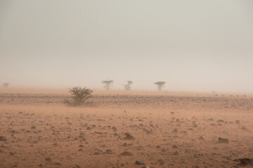 Sandstorm in rocky desert terrain. Erg Chigaga، Morocco