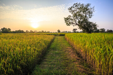 View of rice fields with yellow rice fields behind the setting sun