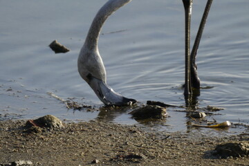 flamingo