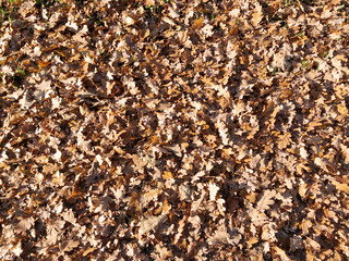 fallen oak leaves in the garden in autumn