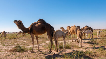 Herd of camels in El Gouera, at the gates of the Sahara. Morocco. Concept of wildlife