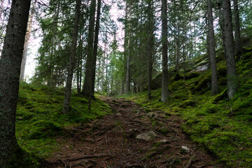 footpath in the forest