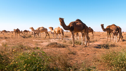 Herd of camels in El Gouera, at the gates of the Sahara. Morocco. Concept of wildlife