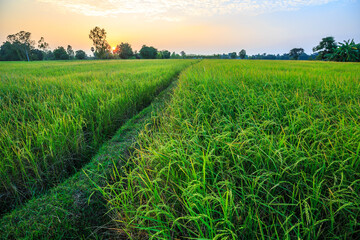 Obraz premium View of rice fields with yellow rice fields behind the setting sun