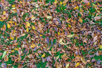 Green grass covered with autumn yellow-brown leaves