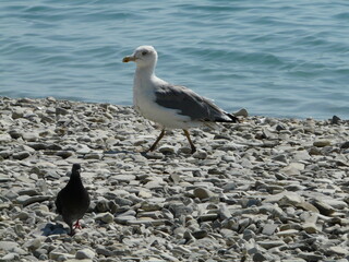 gulls