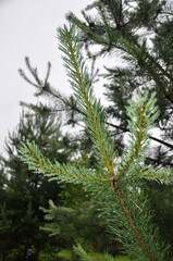 Small green fluffy pine branch with raindrops in autumn day