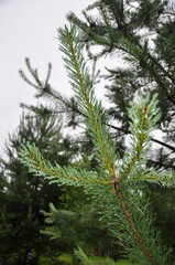 Obraz premium Small green fluffy pine branch with raindrops in autumn day