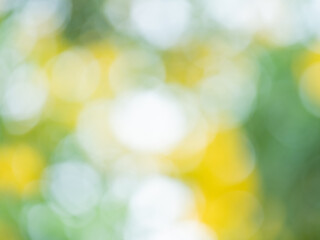 abstract bokeh blur background with reflection of sunlight over yellow flower and green leaves a...