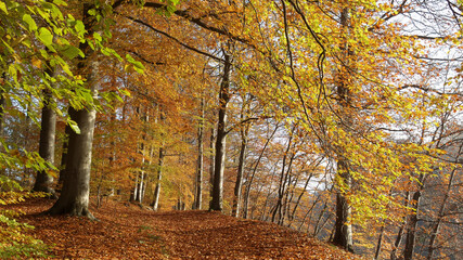 Herbstwald