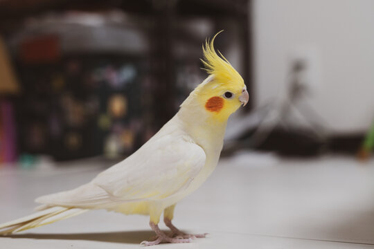 オカメインコ Images Browse 455 Stock Photos Vectors And Video Adobe Stock