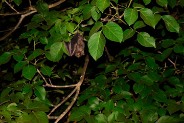Morcego em árvore na noite